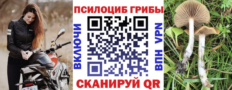 площадка Telegram  Микунь  Галлюциногенные грибы Psilocybine cubensis 